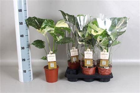 <h4>Monstera Del Thai Co</h4>