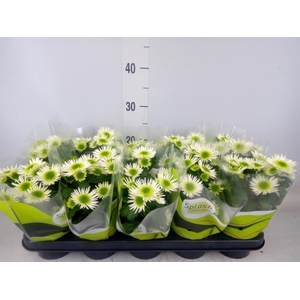 Chrysanthemum  'Splash Meadow'