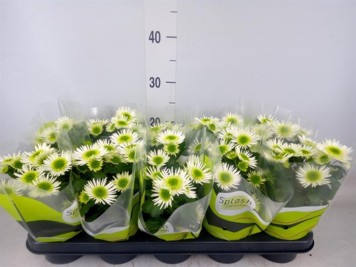 <h4>Chrysanthemum  'Splash Meadow'</h4>