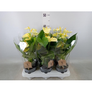 Anthurium andr. 'Vanilla'