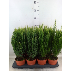 Chamaecyparis laws. 'Snow White'