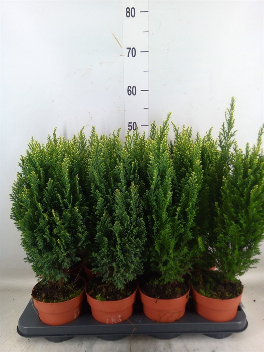 <h4>Chamaecyparis laws. 'Snow White'</h4>