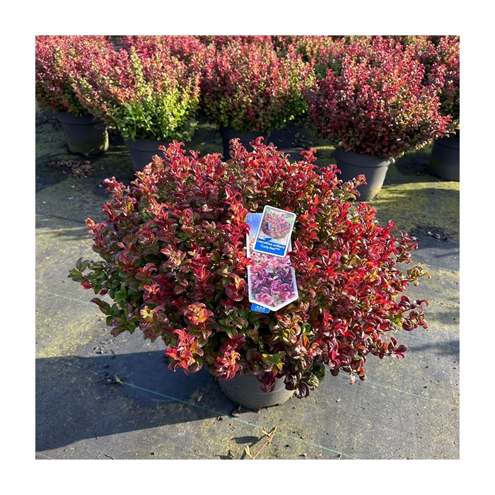 <h4>Leucothoe axillaris ‘Curly Red’ PBR</h4>