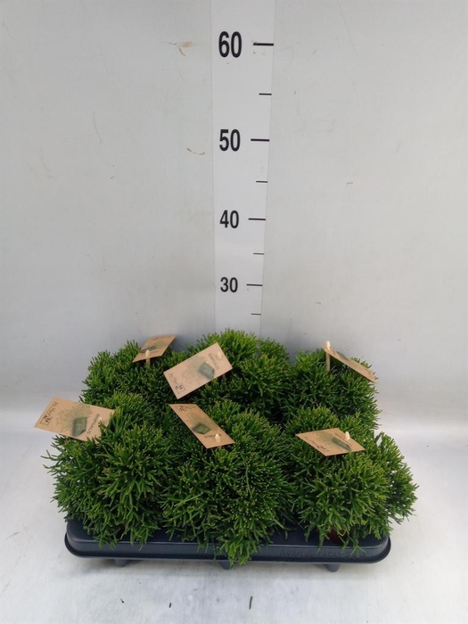 <h4>Rhipsalis   ...</h4>