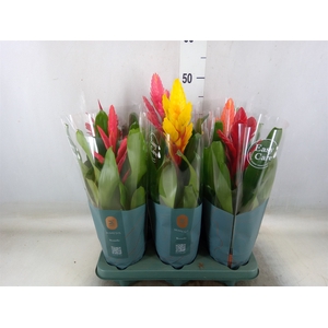 Vriesea   ...mix