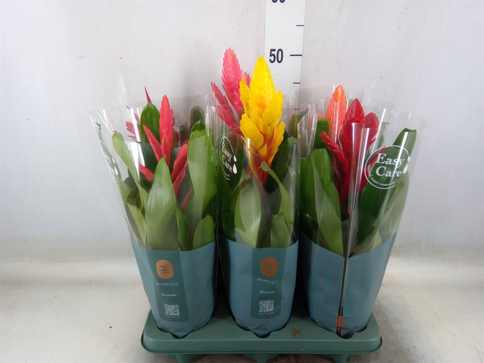 <h4>Vriesea   ...mix</h4>