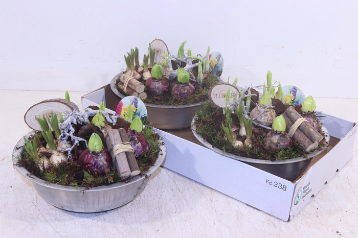 <h4>ARR BOL KNOLGEWAS</h4>