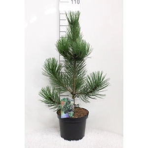 Pinus heldreichii 'Satellit' P26 potgekweekt