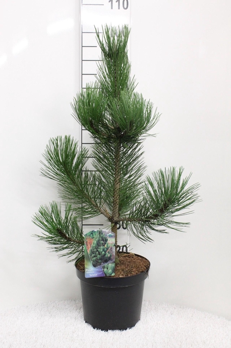 <h4>Pinus heldreichii 'Satellit' P26 potgekweekt</h4>
