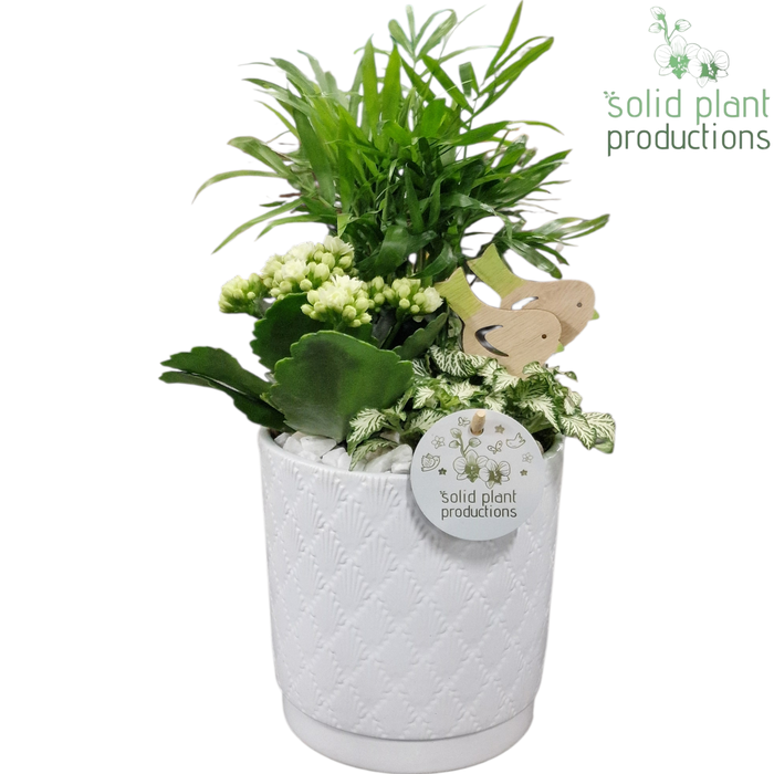 <h4>CH001 Amy White</h4>