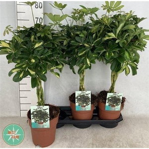 Schef Ar Gold Capell Twister Stam