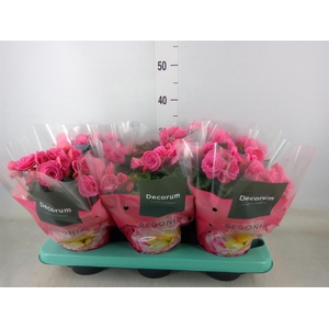 Begonia elat. DU 'Serena'