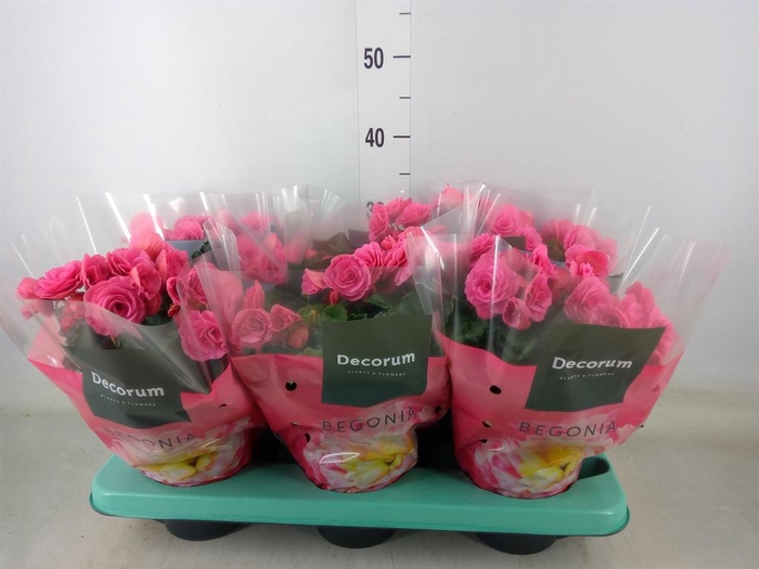 <h4>Begonia elat. DU 'Serena'</h4>