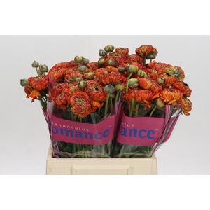 Ranunculus Romance Poodle Mudassar