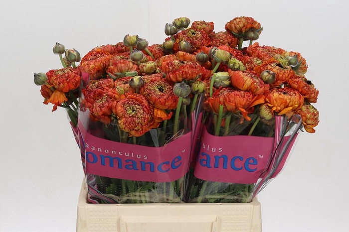 <h4>Ranunculus Romance Poodle Mudassar</h4>