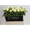 Paeonia Brother Chuck