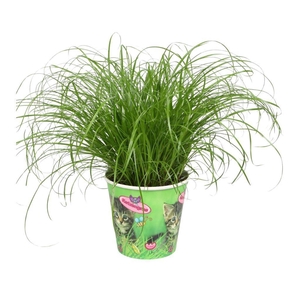 Cyperus alternifolius 'Zumula'