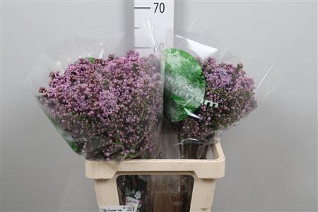 <h4>Syr V Dark Koster 4+</h4>