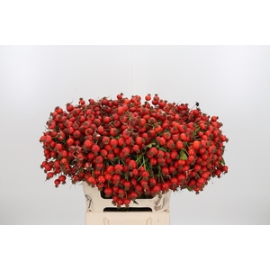 Rosa Mandarin Hiphop