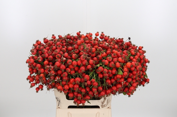 <h4>Rosa Mandarin Hiphop</h4>