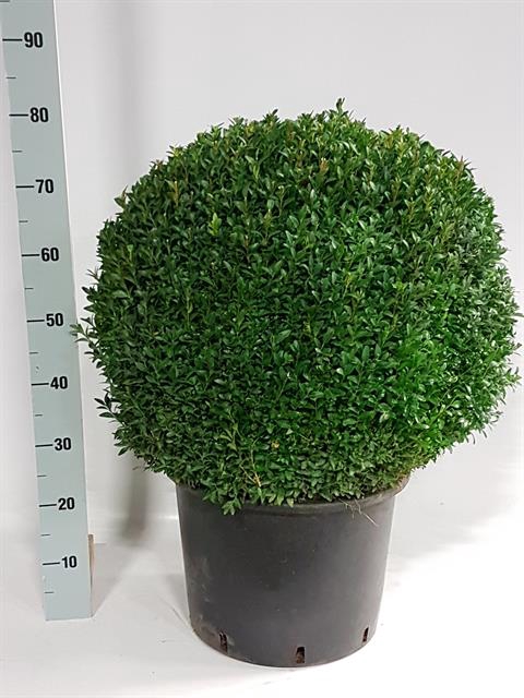 BUXU SEMPERVIRENS