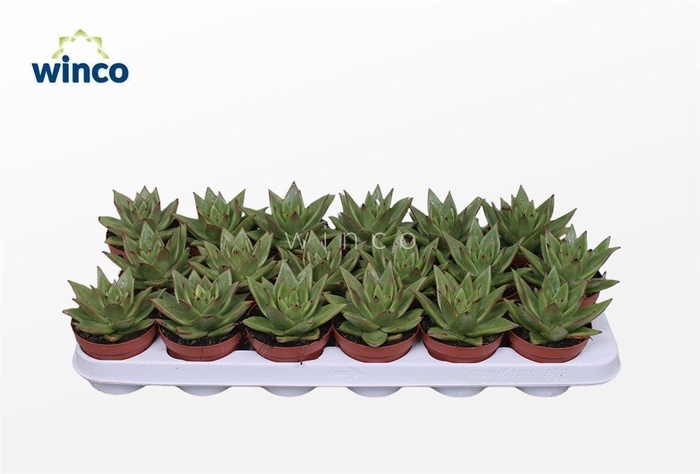 <h4>Echeveria Lipstick</h4>