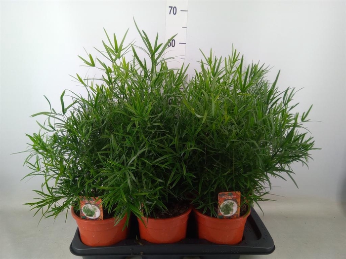 <h4>Asparagus falcatus</h4>