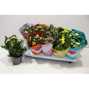 Kalanchoe Double Deluxe Mix