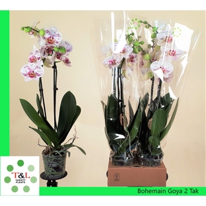 PHAL OV WIT