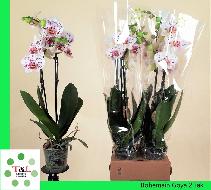 <h4>PHAL OV WIT</h4>