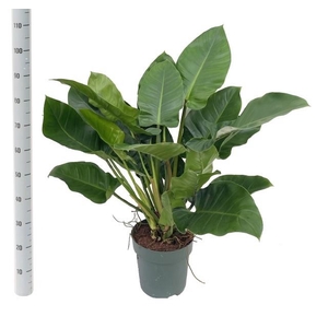 PHIL IMPERIAL GREEN