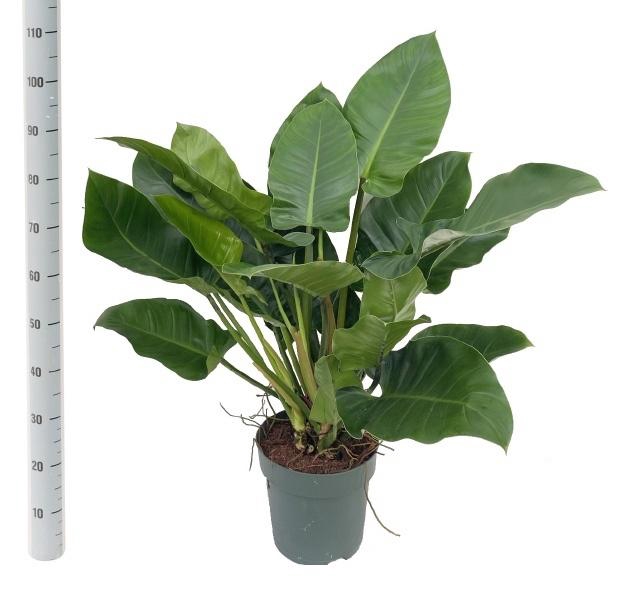 <h4>PHIL IMPERIAL GREEN</h4>