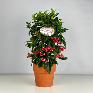 Ardisia crenata Bospremium Red met stenen Terracotta pot 2024