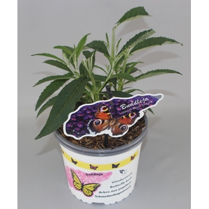 Buddleja Davidii 'Black Knight' C2