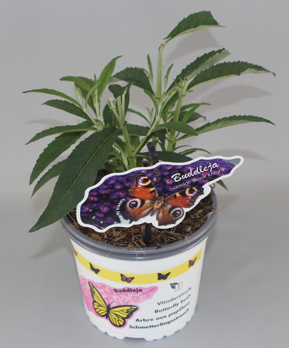 <h4>Buddleja Davidii 'Black Knight' C2</h4>