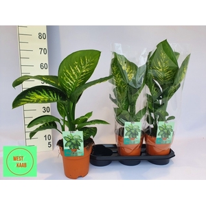 Dieffenbachia seg. Tropic Snow 19Ø 65cm