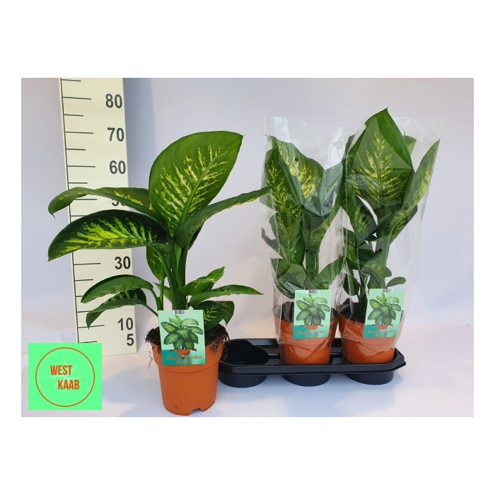 <h4>Dieffenbachia seg. Tropic Snow 19Ø 65cm</h4>
