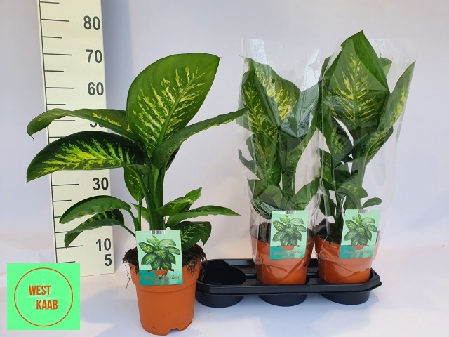 Dieffenbachia seg. Tropic Snow 19Ø 65cm