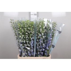 Delph Du Guard Lavender