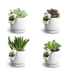 Nordic White Suc. Collection P7