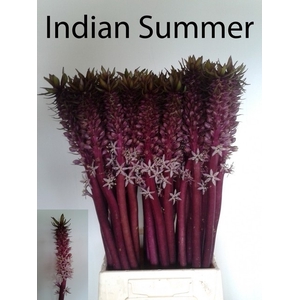 EUCOMIS OV