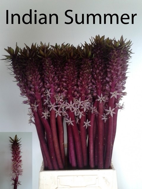 <h4>EUCOMIS OV</h4>