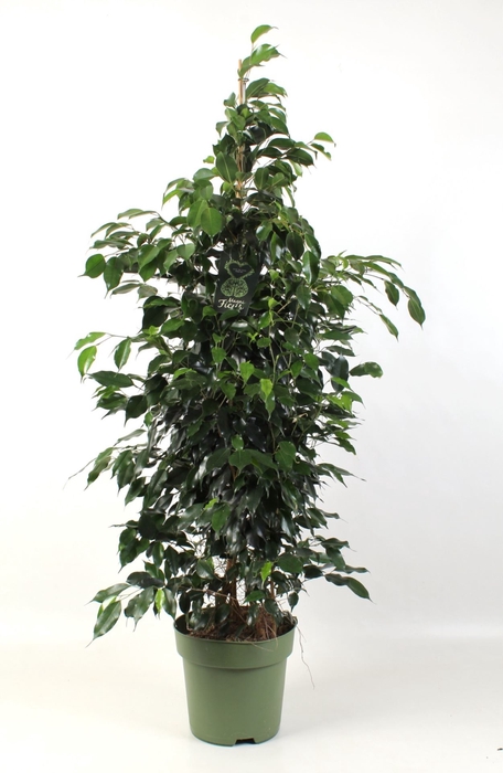 <h4>Ficus Midnight Lady</h4>