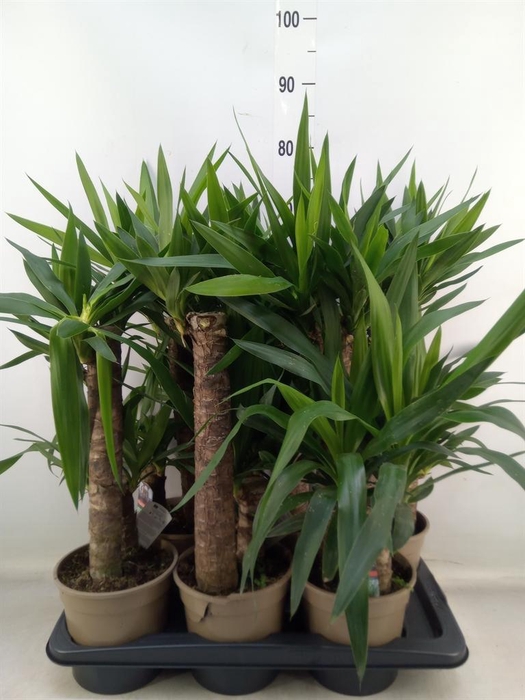 <h4>Yucca   ...</h4>