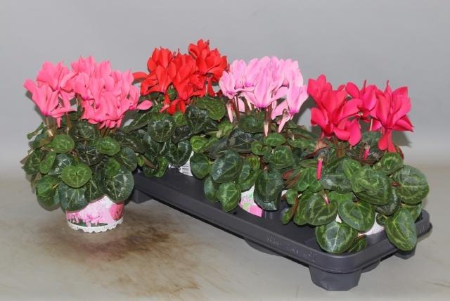 <h4>CYCL GR SUP XL</h4>