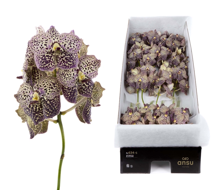 <h4>Vanda Ocelot Sangria x16</h4>