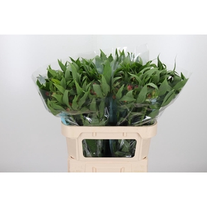 Alstroemeria Rome 100 Gram