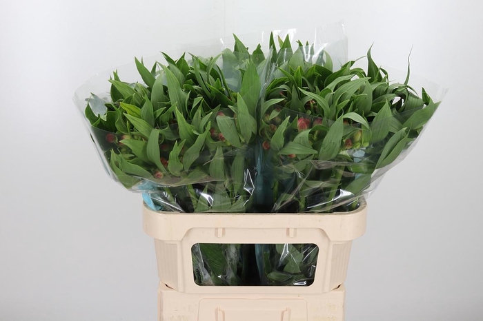 <h4>Alstroemeria Rome 100 Gram</h4>