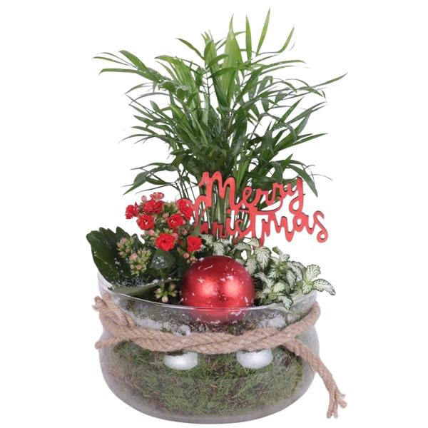 <h4>Christmas Arr. Indoor Glass Bowl with Rope Ø20cm 3pp</h4>