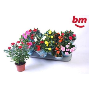 Ro B Monde Gem 7 Srt